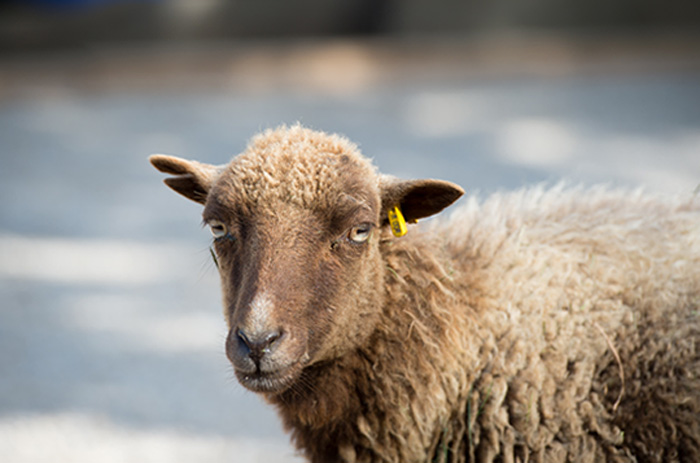Strihanie ovečiek a dojenie kozičiek